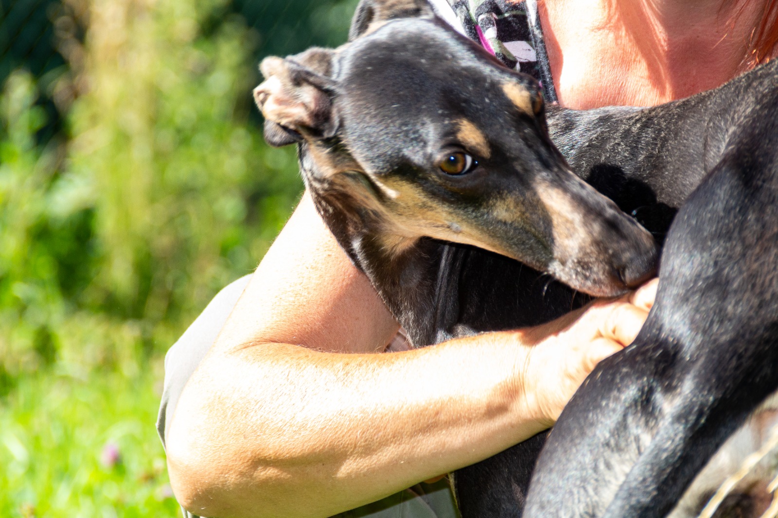 Neue Fotos von Chortaj-Hündin Maja